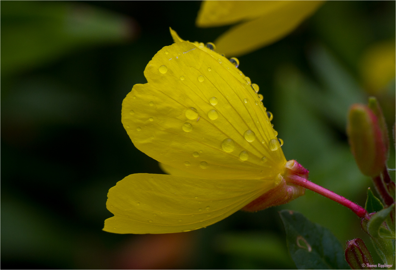 Gemeine Nachtkerze (Oenothera biennis)