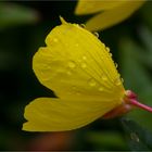 Gemeine Nachtkerze (Oenothera biennis)