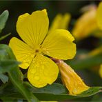 Gemeine Nachtkerze (Oenothera biennis).