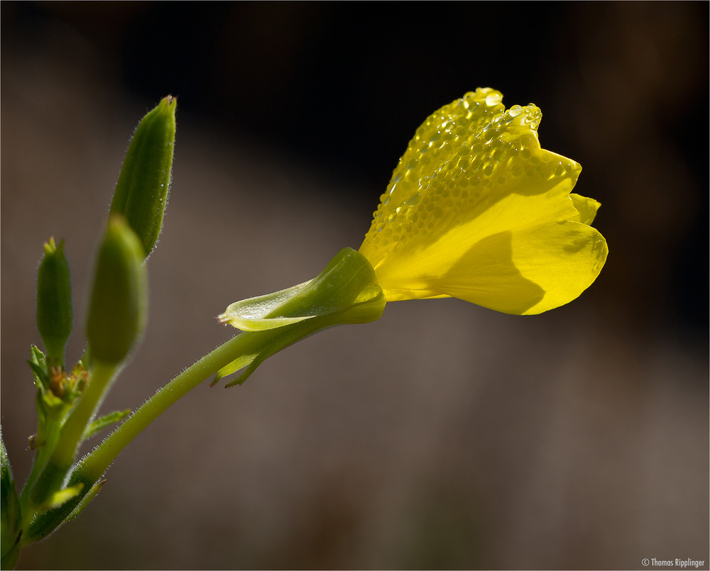 Gemeine Nachtkerze (Oenothera biennis)