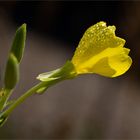 Gemeine Nachtkerze (Oenothera biennis)