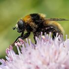 Gemeine Narzissenschwebfliege