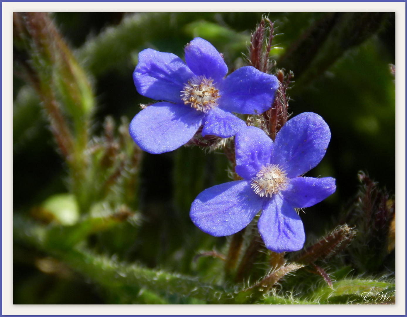 Gemeine Ochsenzunge - Anchusa officinalis -