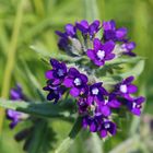 Gemeine Ochsenzunge (Anchusa officinalis)