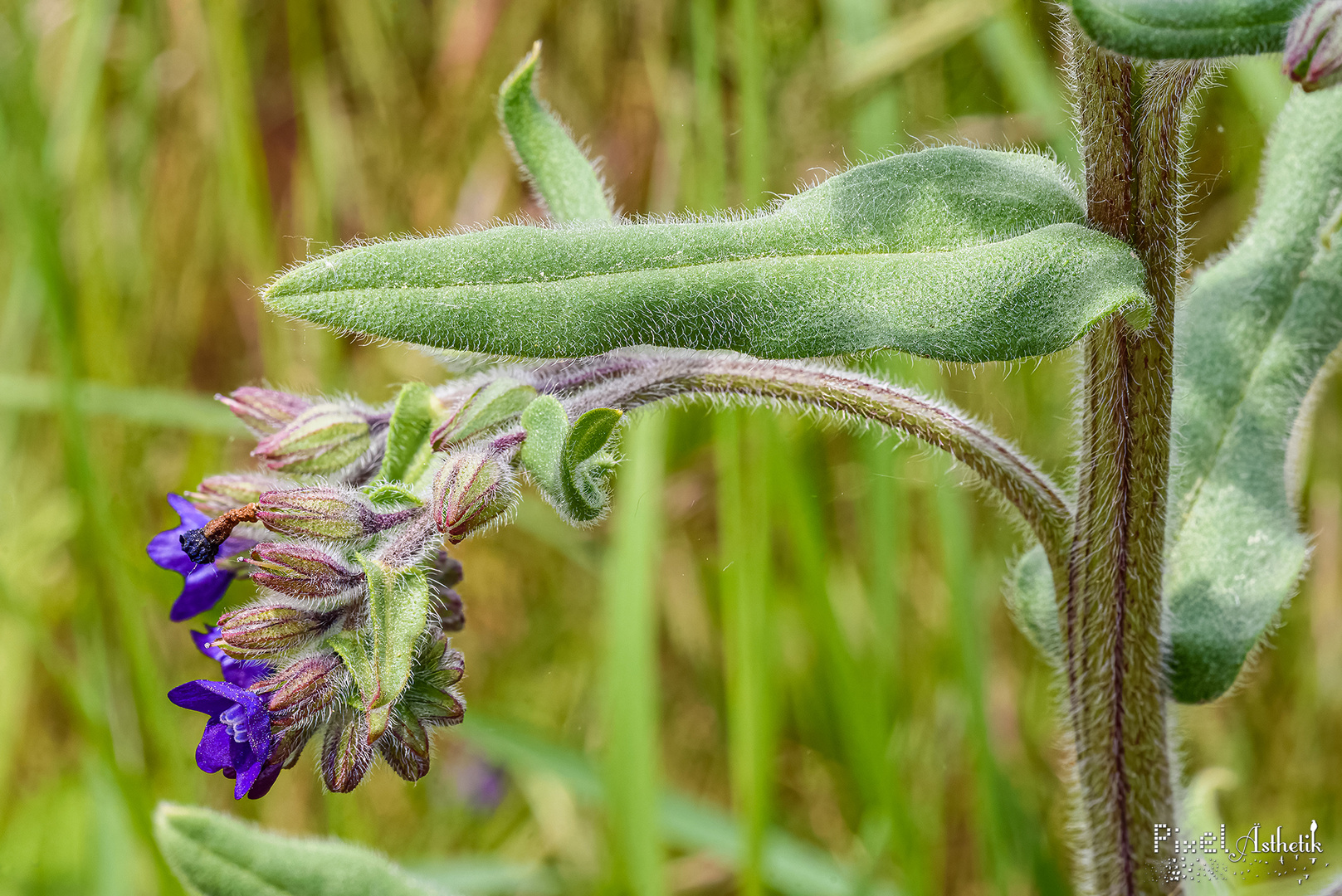 Gemeine Ochsenzunge Foto & Bild pflanzen, pilze & flechten, blüten