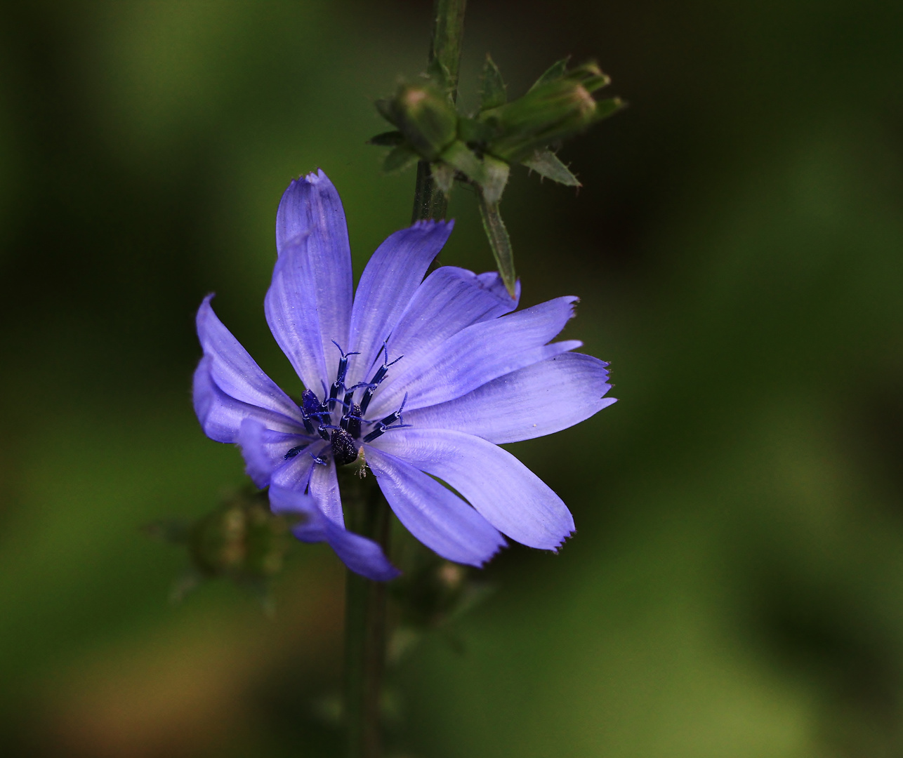 'Gemeine oder Gewöhnliche Wegwarte' (Cichorium intybus)...