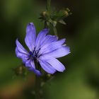 'Gemeine oder Gewöhnliche Wegwarte' (Cichorium intybus)...