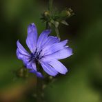 'Gemeine oder Gewöhnliche Wegwarte' (Cichorium intybus)...