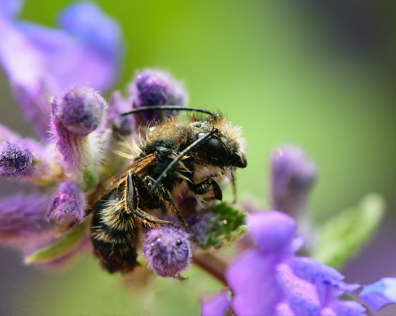 Gemeine Pelzbiene (Anthophora plumipes), hairy-footed flower bee