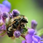 Gemeine Pelzbiene (Anthophora plumipes), hairy-footed flower bee