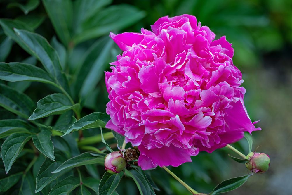 Gemeine Pfingstrose (paeonia officinalis)