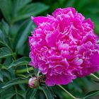 Gemeine Pfingstrose (paeonia officinalis)