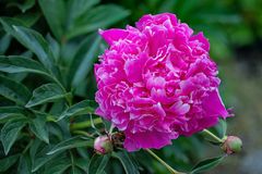 Gemeine Pfingstrose (paeonia officinalis)