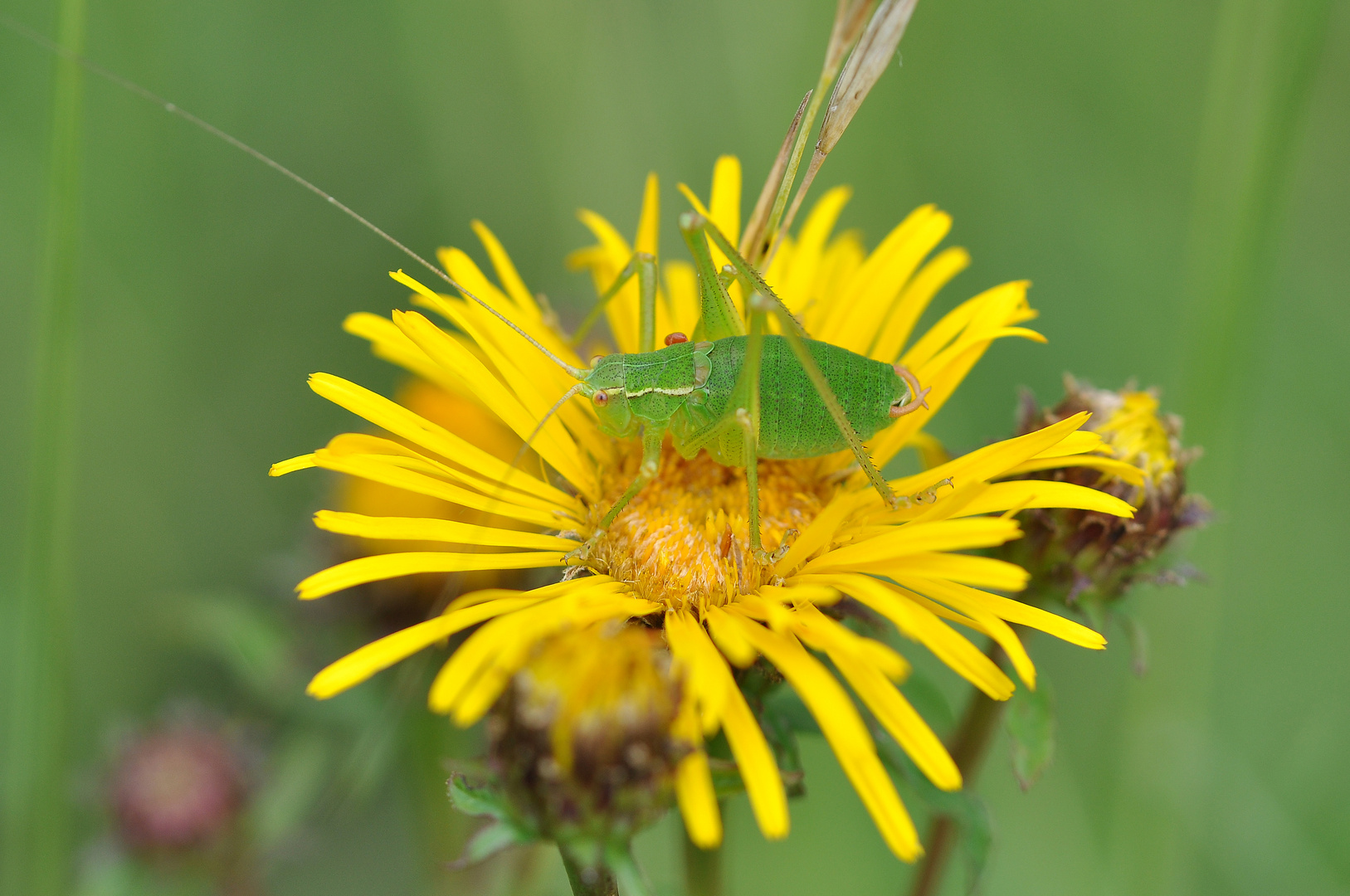 Gemeine Plumpschrecke (Isophyra krausii)