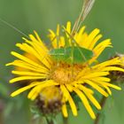 Gemeine Plumpschrecke (Isophyra krausii)