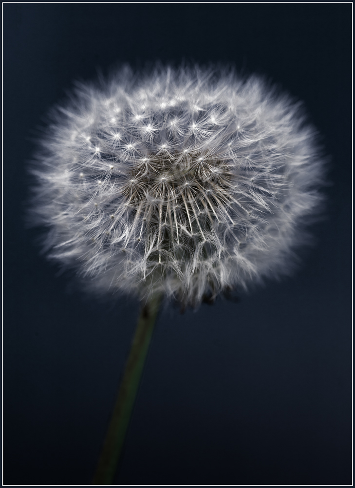 Gemeine Pusteblume