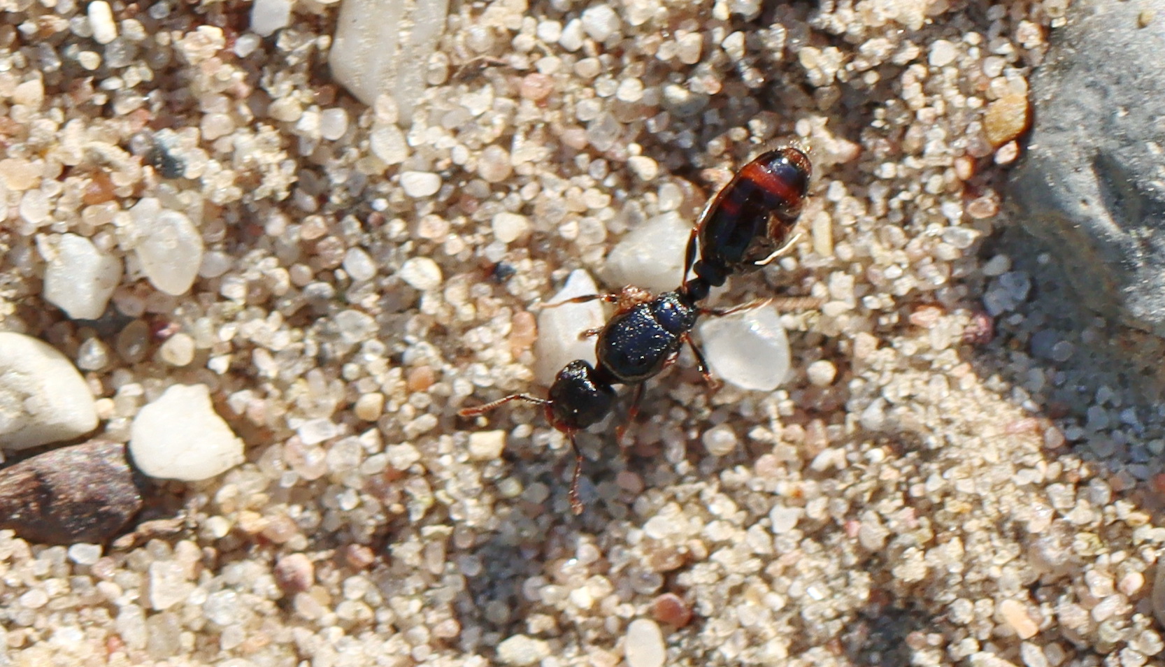 Gemeine Rasenameise,Tetramorium caespitum