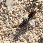 Gemeine Rasenameise,Tetramorium caespitum