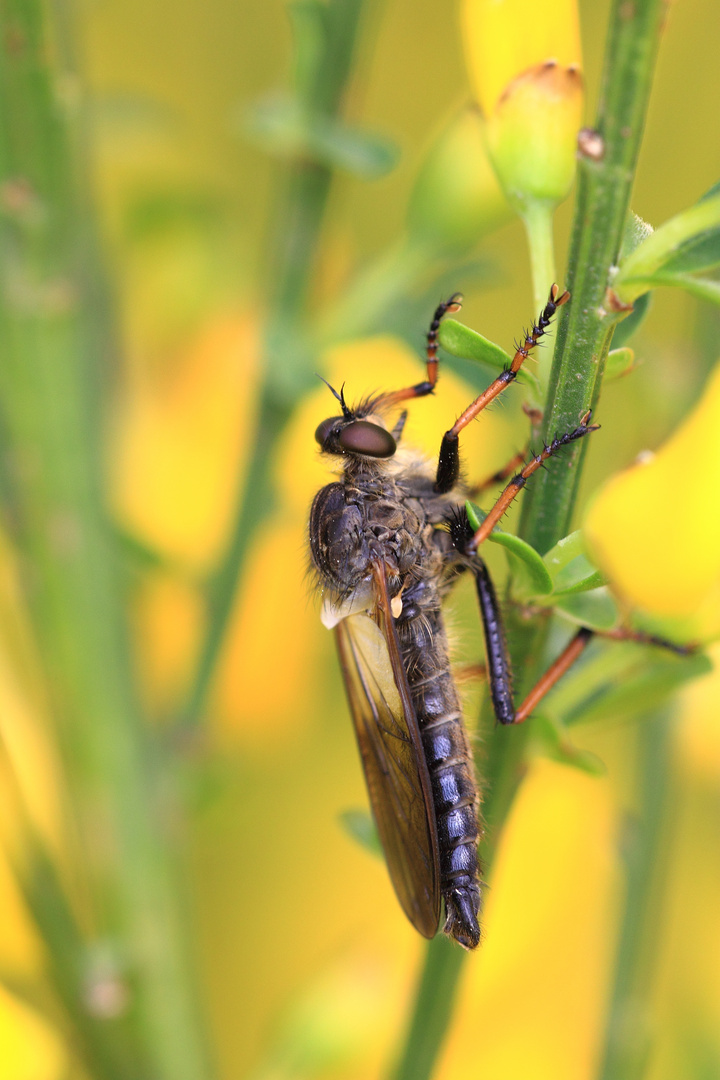 Gemeine Raubfliege