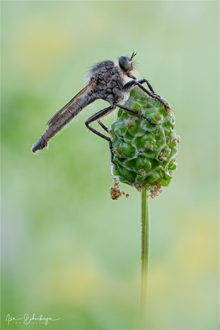 Gemeine Raubfliege