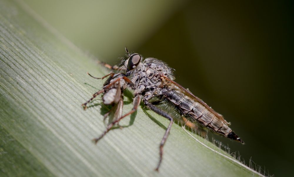  gemeine raubfliege 