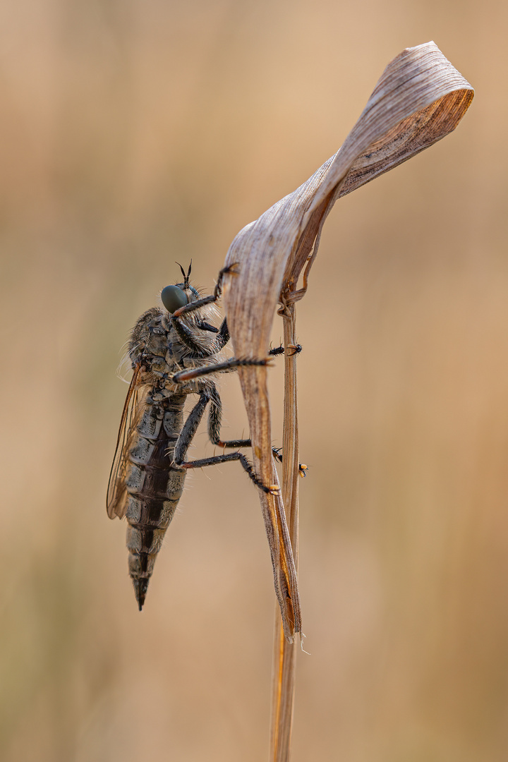 Gemeine Raubfliege