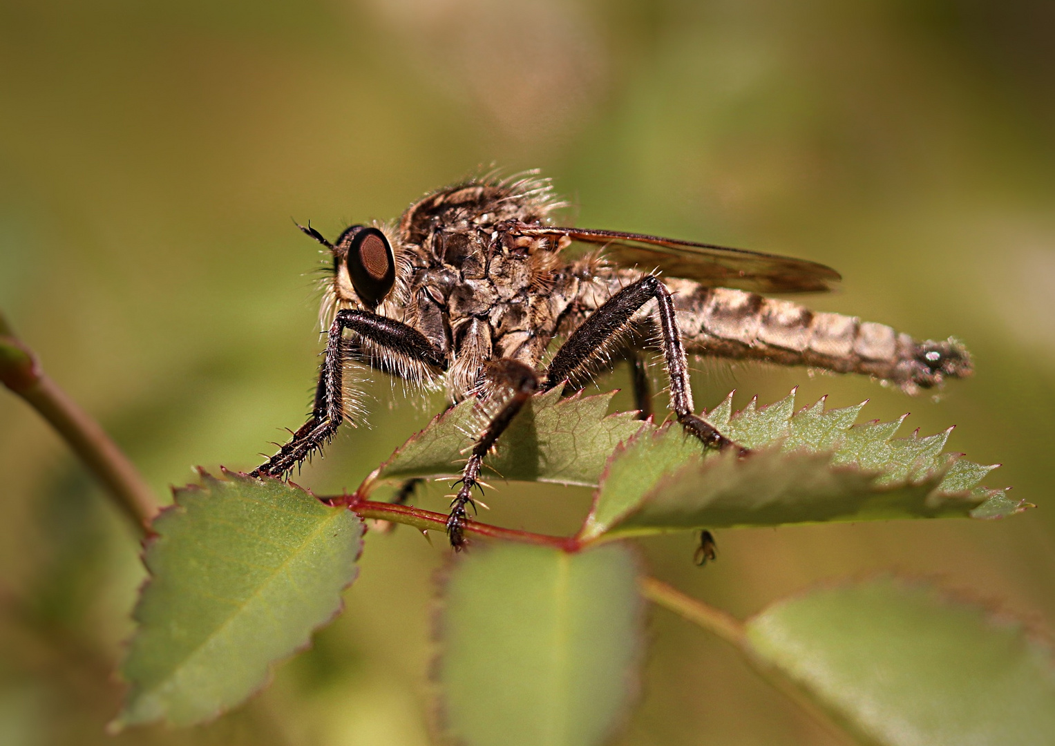 Gemeine Raubfliege