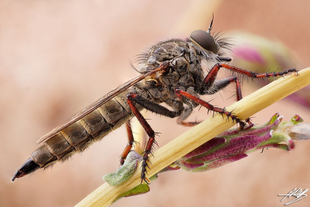 Gemeine Raubfliege