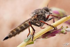 Gemeine Raubfliege