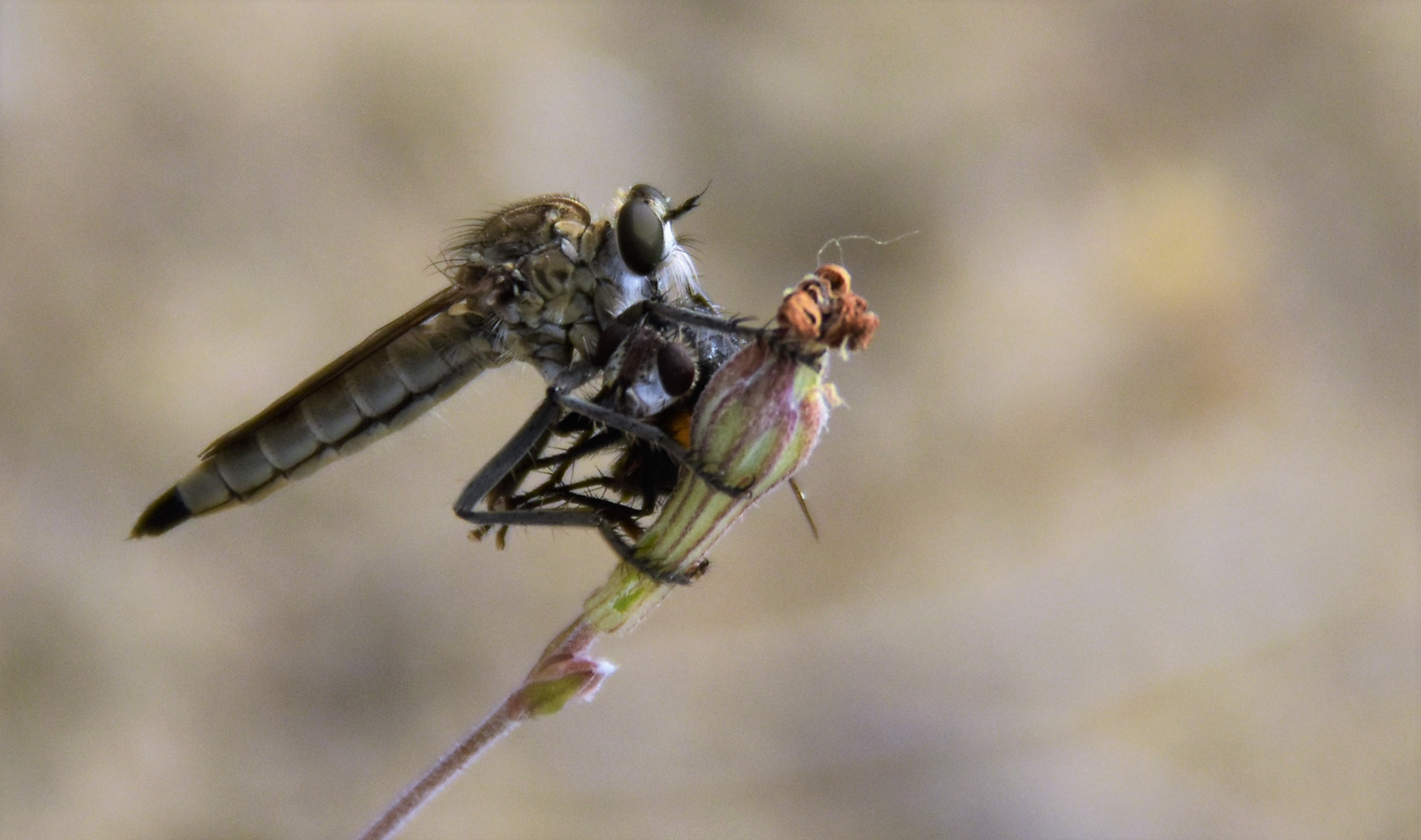  Gemeine Raubfliege