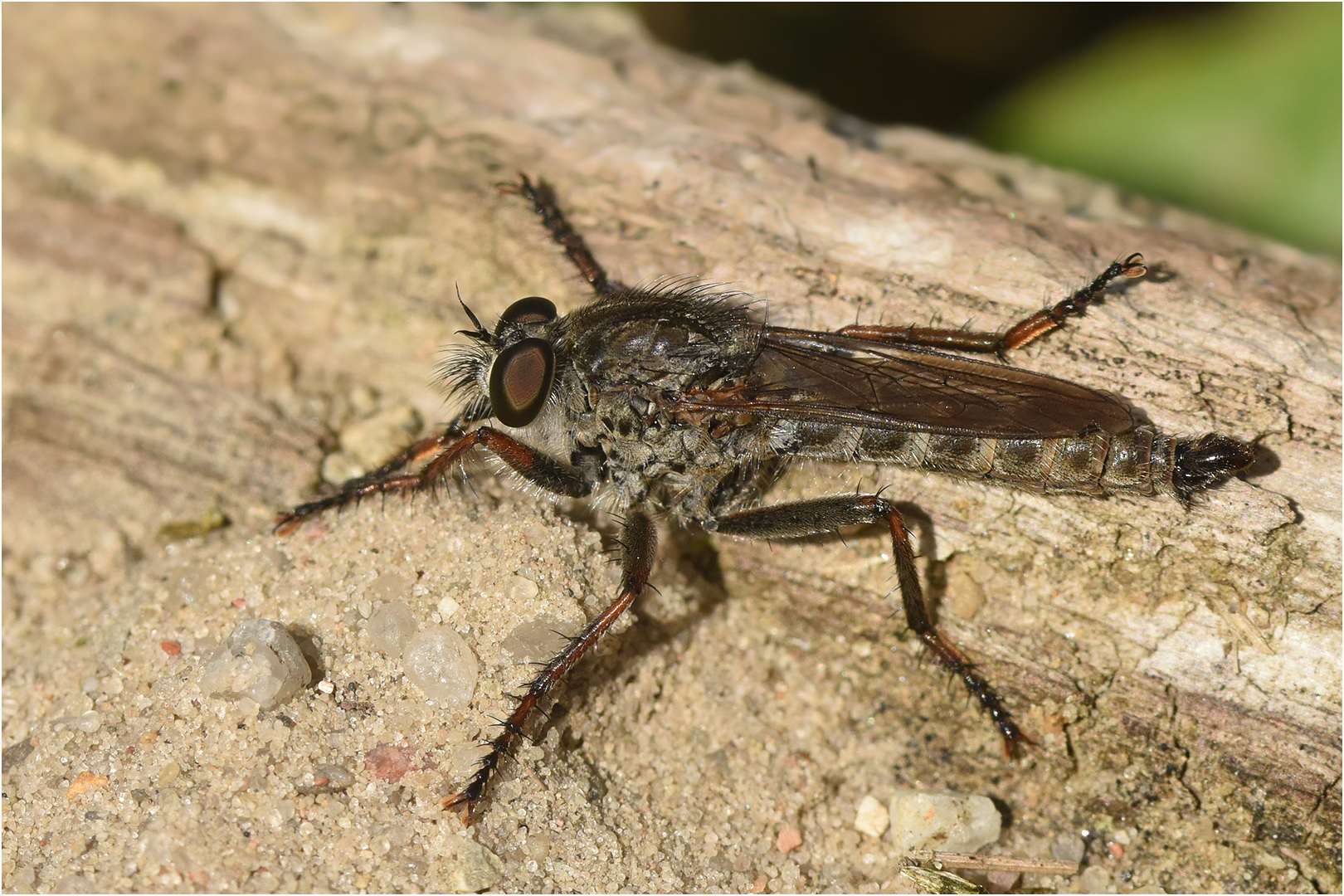 Gemeine Raubfliege