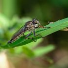 Gemeine Raubfliege