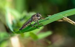 Gemeine Raubfliege