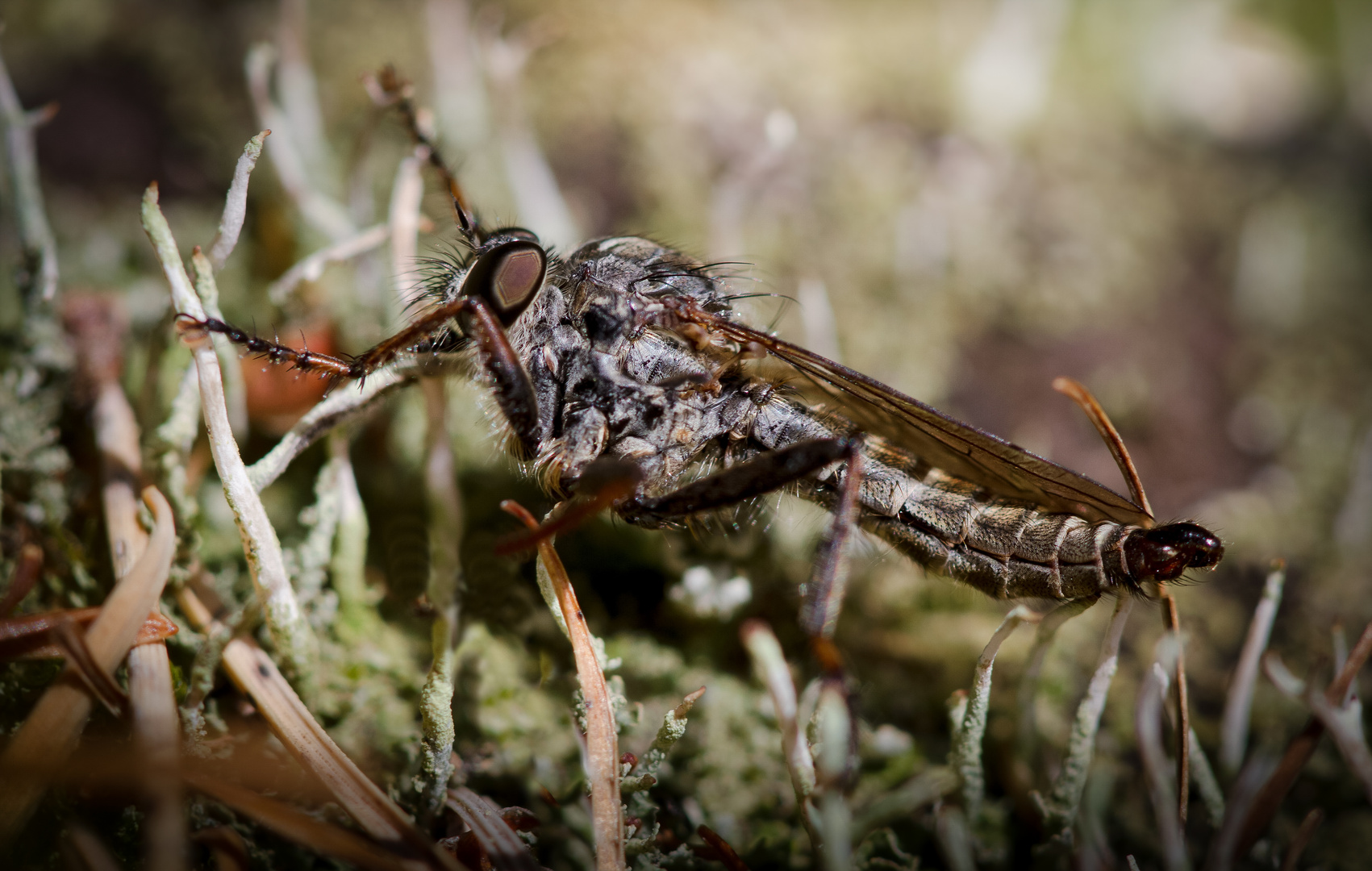 gemeine raubfliege