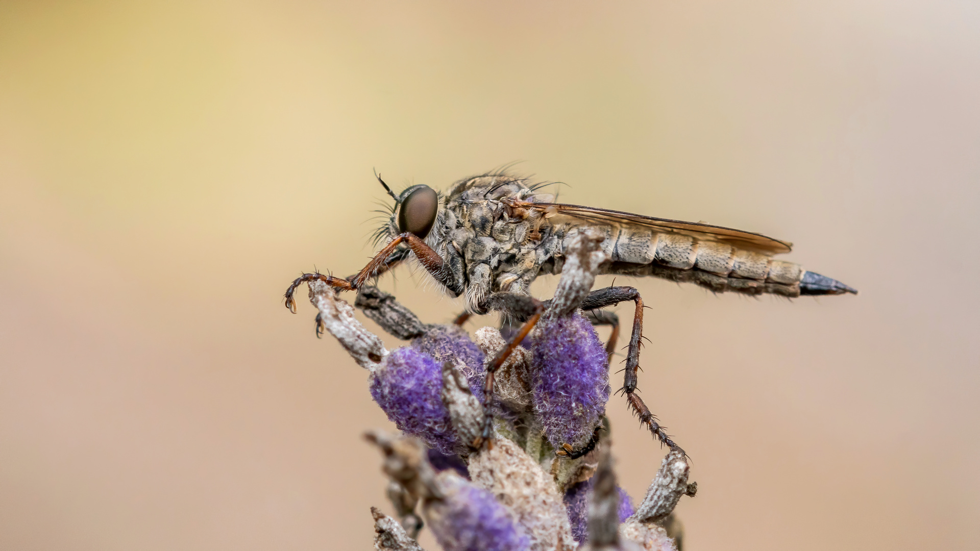 Gemeine Raubfliege