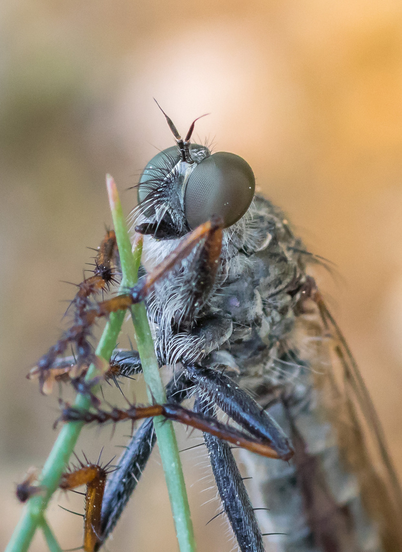 Gemeine Raubfliege 