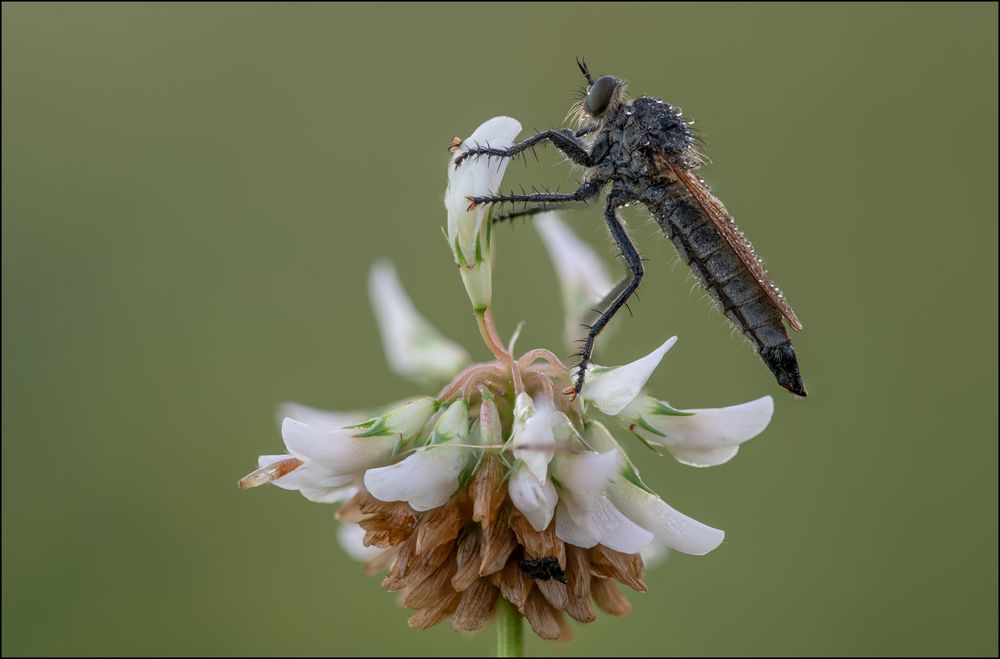 Gemeine Raubfliege 