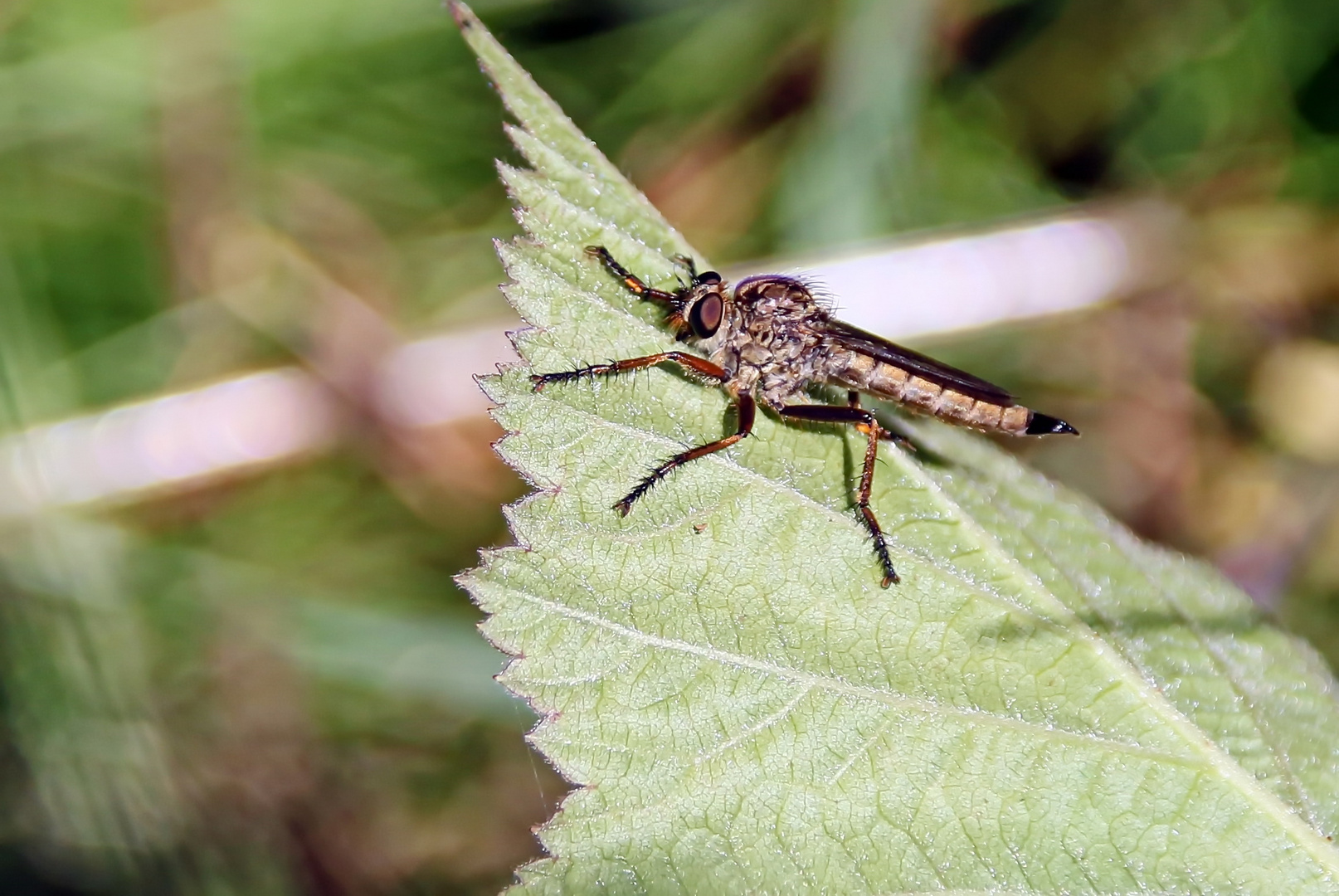 Gemeine Raubfliege 