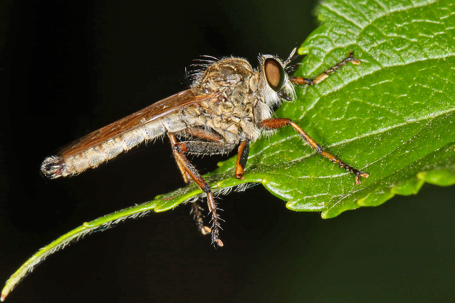 Gemeine Raubfliege