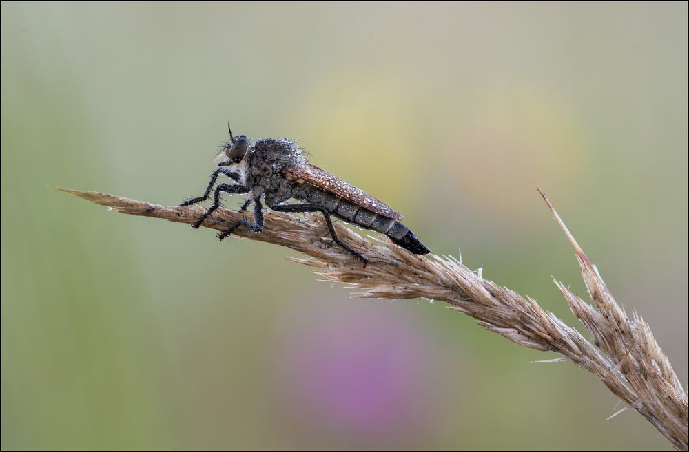 Gemeine Raubfliege