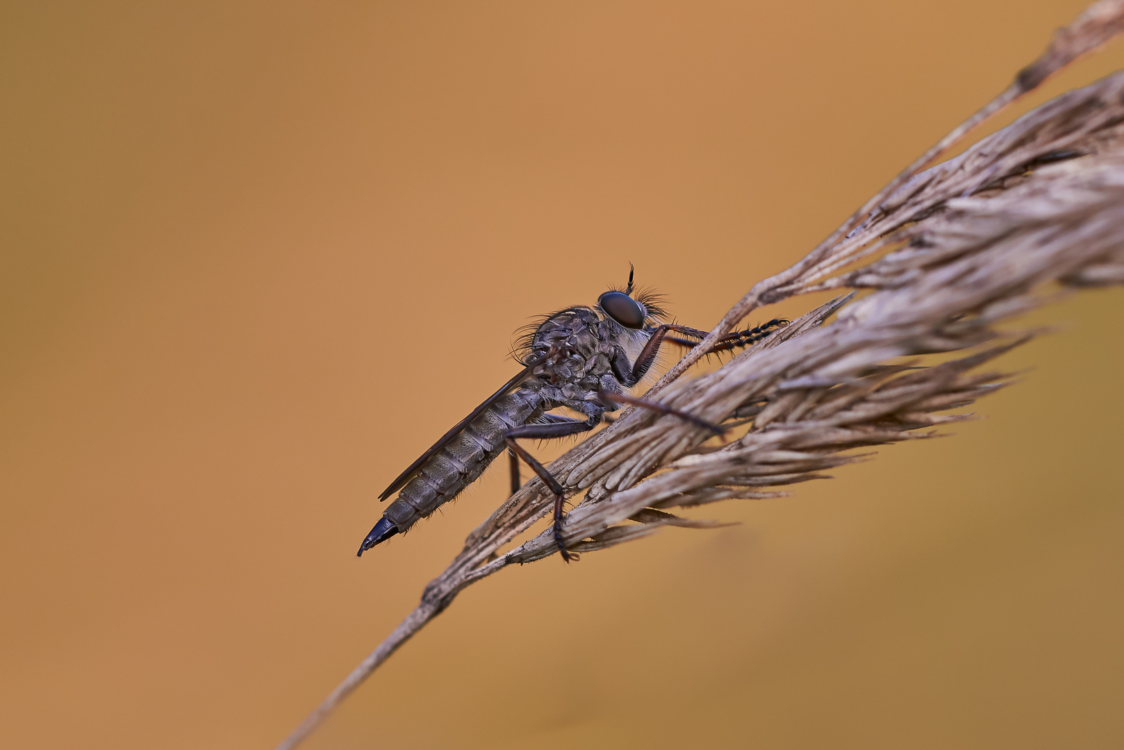 Gemeine Raubfliege