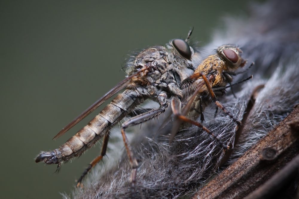 gemeine raubfliege