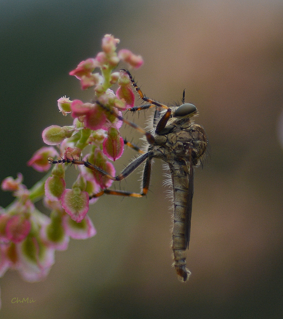 gemeine raubfliege