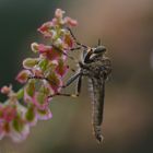 gemeine raubfliege