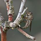   Gemeine Raubfliege bei der Eiablage