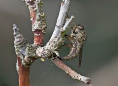   Gemeine Raubfliege bei der Eiablage