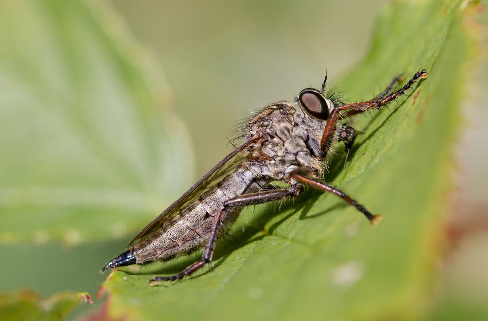 gemeine raubfliege