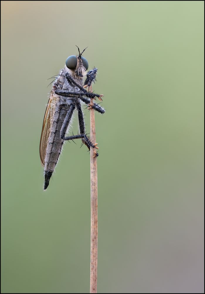 Gemeine Raubfliege