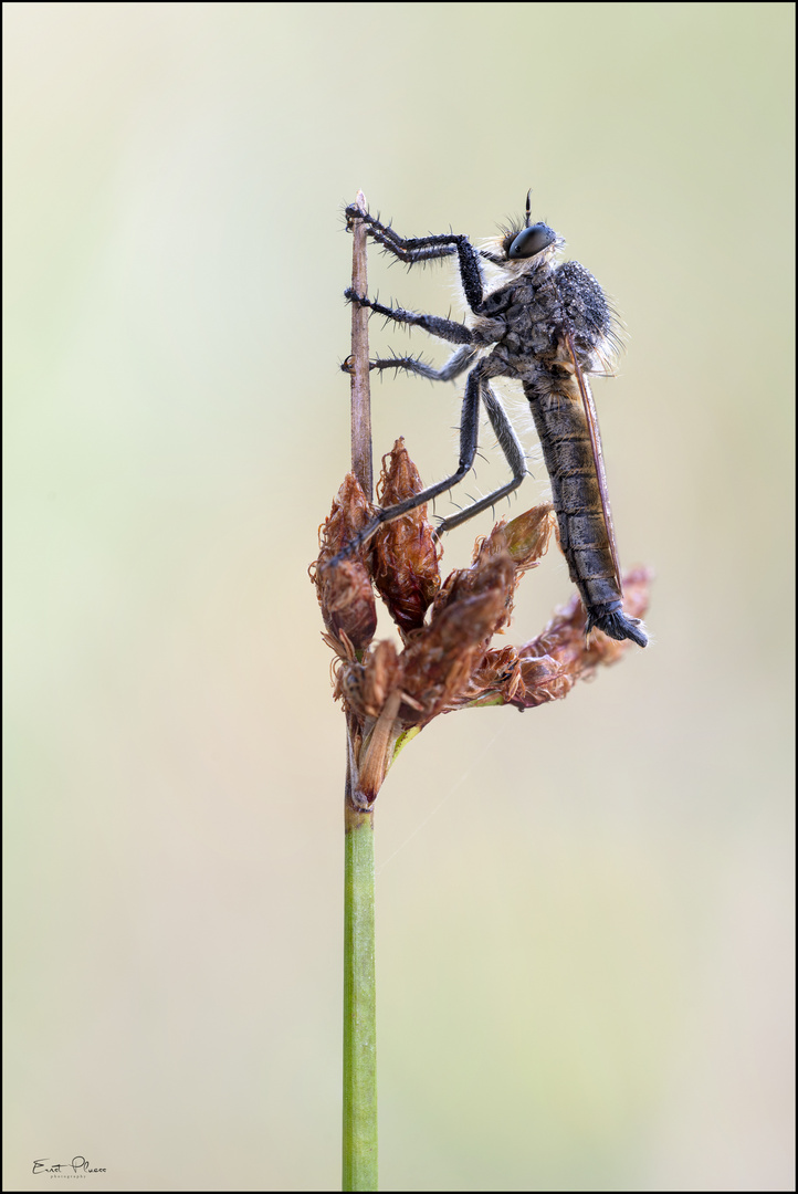 Gemeine Raubfliege