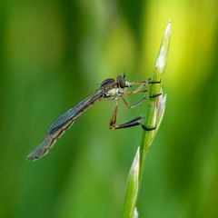 Gemeine Raubfliege ( Leptogaster cylindrica )